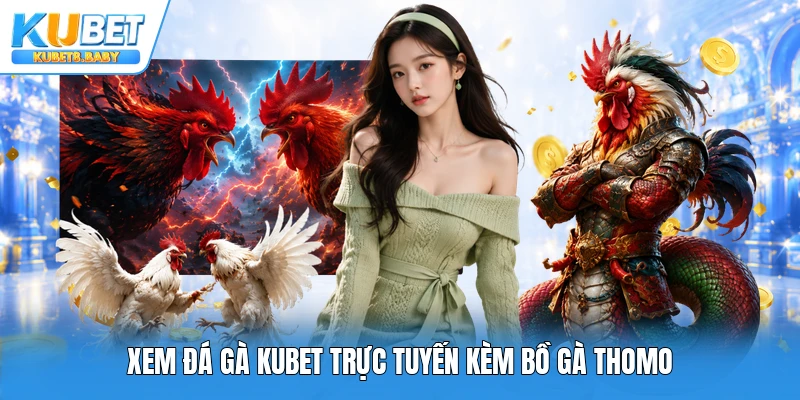 Xem đá gà Kubet trực tuyến kèm bồ gà Thomo